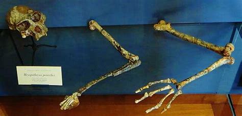 Image result for Mesopithecus vs