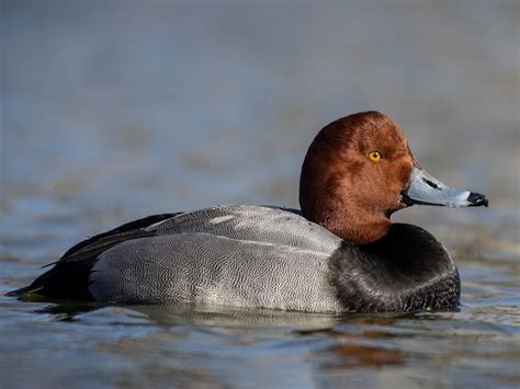 Redhead - eBird