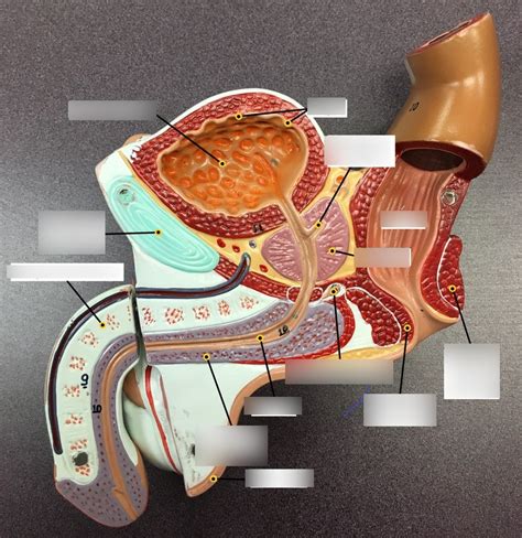 Image result for Male Reproduction Model