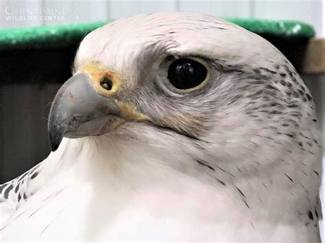 Falcon Beak Coping - Chintimini Wildlife Center