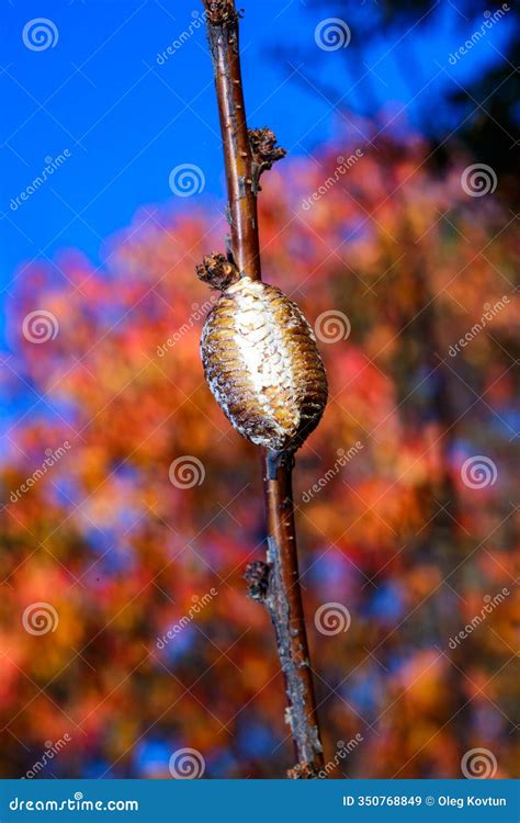 Hierodula Transcaucasica - Cocoon with Praying Mantis Eggs Stock Image - Image of animals ...