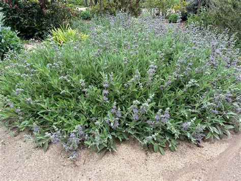 Salvia leucophylla ‘Bees Bliss’ , Creeping Sage – Plant Material