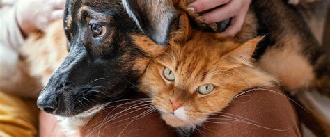 High-Quality Vet Hospital in Sanford, NC | Willow Creek Animal Hospital