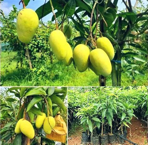 YourPlant 12 MONTH HYBRID MANGO TREE Artificial Plant Price in India ...