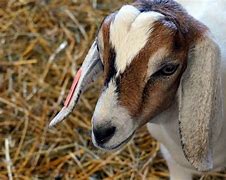 Image result for Spring Baby Goats