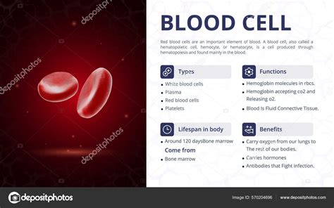 Image result for Blood Cells Structure and Function