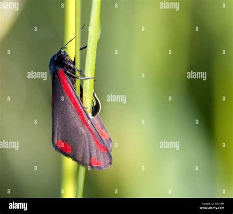 Cinnabar moth (Tyria jacobaeae, Thyria jacobaeae, Hipocrita jacobaeae ...