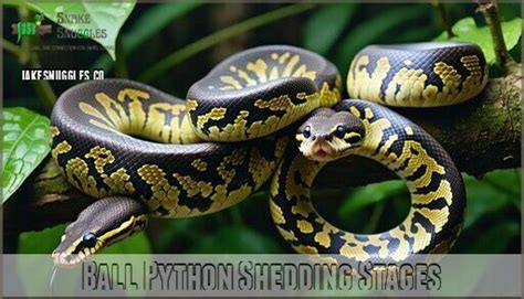 Image result for Stages Before a Python Sheds