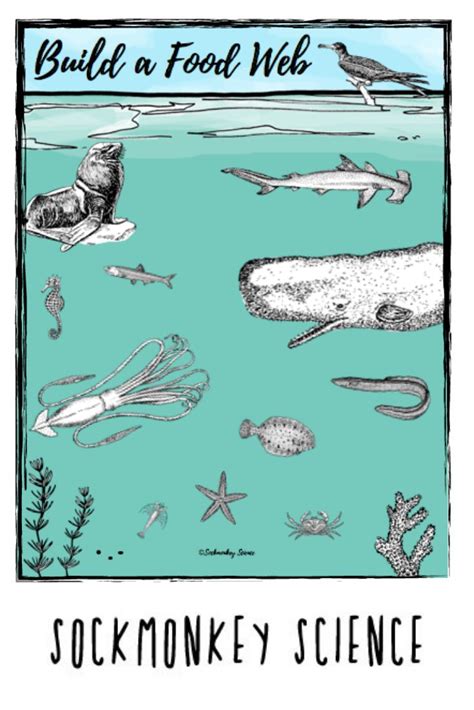 Image result for Create a Food Web