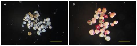 Production of Specific Polyclonal Antibody against the Larvae of ...