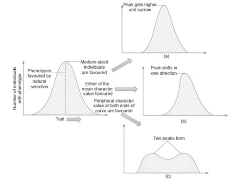 Evolution Level Class 7 的图像结果
