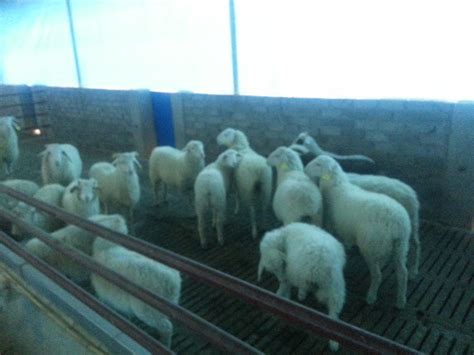 羊来啦！鸿辉公司五里冲养殖园区持续进羊 - 养羊啦