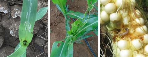 Fall Armyworm in India - Impact on Corn and Pest Management | Syngenta