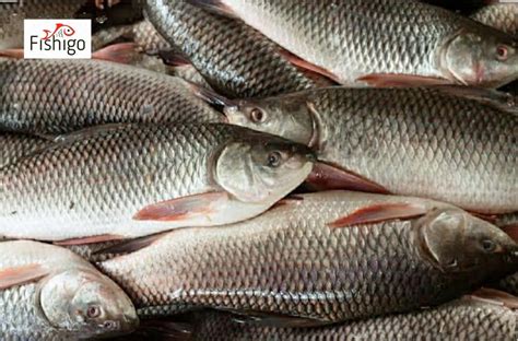 Buy Rui/Rohu Eggless Whole 340rs kg ( 2.600gm to 3kg Wt. Price Per Kg ...