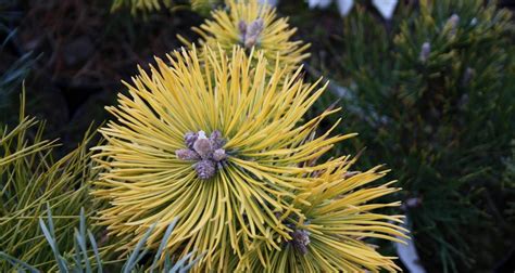 Pinus mugo ‘Zundert’ | Питомник Тайга