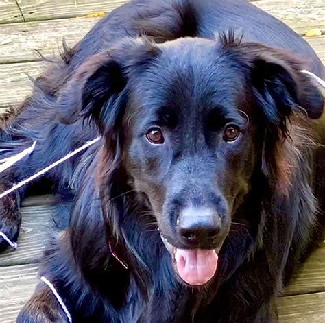 Black Golden Retrievers
