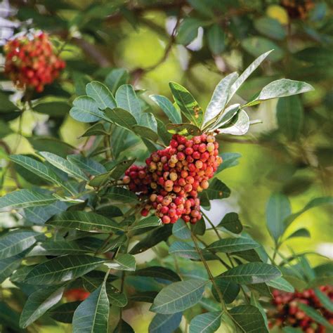 Pink Peppercorn Essential Oil Spain from Albert Vieille-Naturals ...