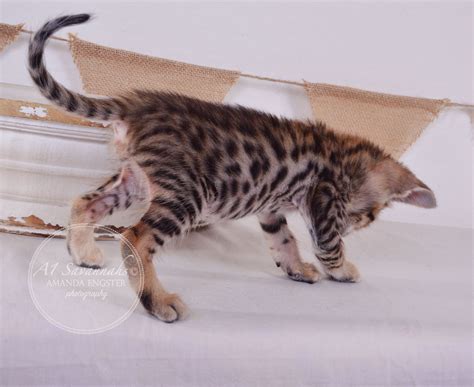 Truman - F3 Male Savannah Kitten — A1 Savannahs