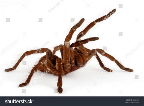 Goliath Birdeater Tarantula Theraphosa Blondi Stock Photo 5688409 ...