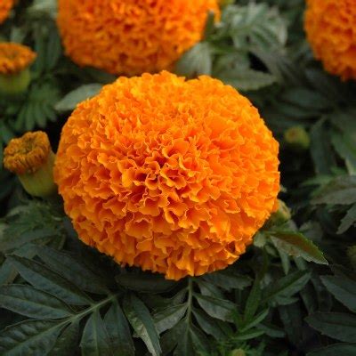 Buy Marigold Orange Plant online at best price