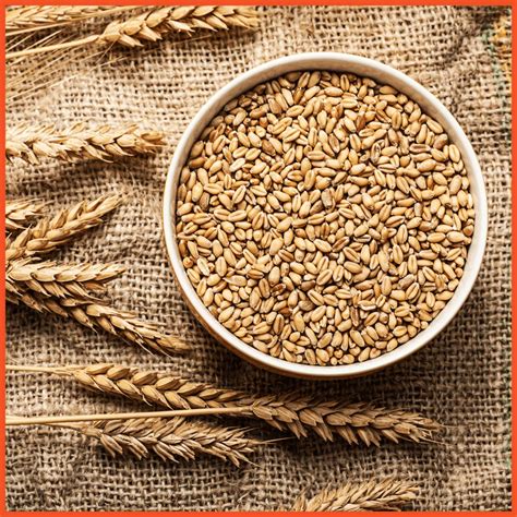 Organic Sharbati Wheat Pure & Sortex Clean Sharbati Gehu MP Sharbati ...