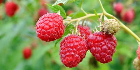 Red Raspberry Bush 的图像结果