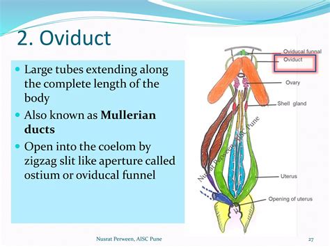 Reproductive system of scoliodon | PPTX