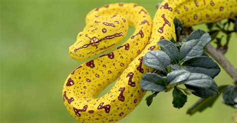 Feeding Live Animals to Python's 的图像结果