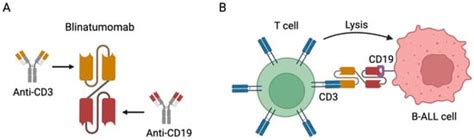 Acute Lymphoblastic Leukemia Immunotherapy Treatment: Now, Next, and Beyond