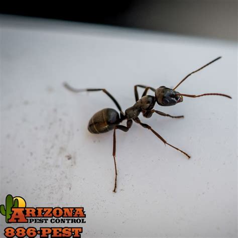 Tucson Ant COntrol Company AZ Pest - Arizona Pest Control | Tucson Pest ...