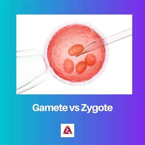 Gamete vs Zygote: Difference and Comparison