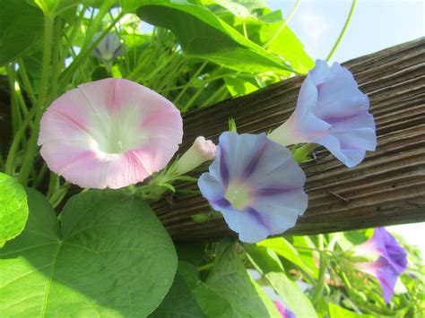 White Morning Glory Vine