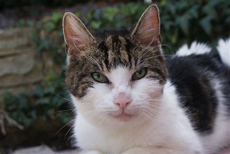 Talking Kitten at Veronica Richardson blog