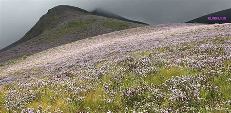 Neelakurinji, the flower of blue mountains and its habitat, kurinji, India