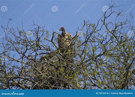 Vulture guarding nest stock photo. Image of bird, vacations - 79916716