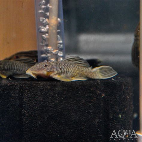 Buy Plecos Fish Online on Best4Pets | Lowest Price