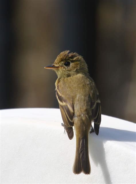 Pacific-slope Flycatchers at Fort Rosecrans National Cemetery - Greg in San Diego