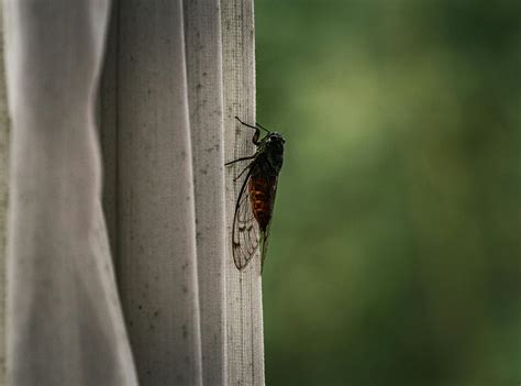 Om+Krishnaya+Vasudevaya+Haraye+Paramatmane+Mantra+Pc+Wallpaper Photos ...