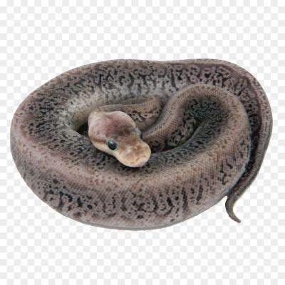 Banana Ball Python Background PNG Image A1EVYSD7 - Pngsource