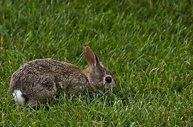 Image result for Super Cute Baby Bunny