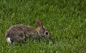 Image result for Pic of Baby Bunny Animals Cute