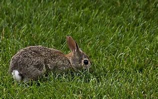 Image result for Baby Bunny Images