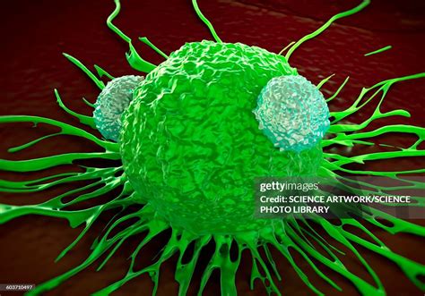 Image result for Lymphocytes Cancer
