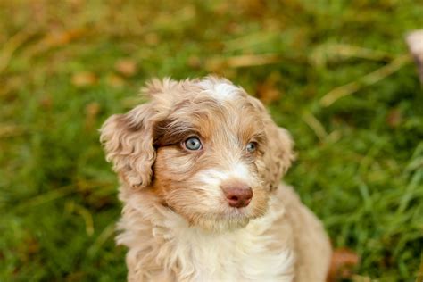 COTTONWOOD CREEK DOODLES | Aussiedoodles & Bernedoodles