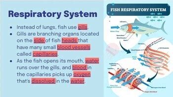 Image result for Perch Fish Dissection