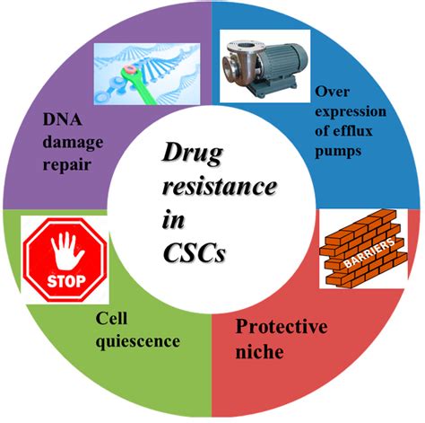 Cancer Stem Cells: The Potential Targets of Chinese Medicines and Their ...