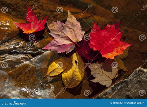 Fall leaves in stream stock image. Image of fall, stream - 15269301