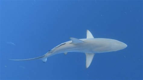 The Sharks That Happily Swim in North Carolina - Animals Around The Globe