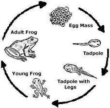 Explain the life cycle of a frog , with the help of a labelled diagram ...