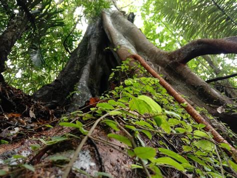 Rainforest Tree Types 的图像结果